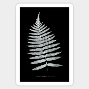 Fern - Gymnogramma Villosa - X-ray effect - 06 Sticker